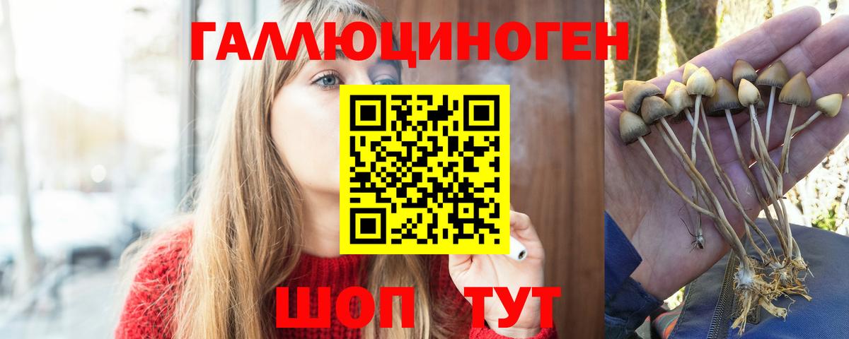 Галлюциногенные грибы GOLDEN TEACHER  Вход с VPN  Ставрополь 